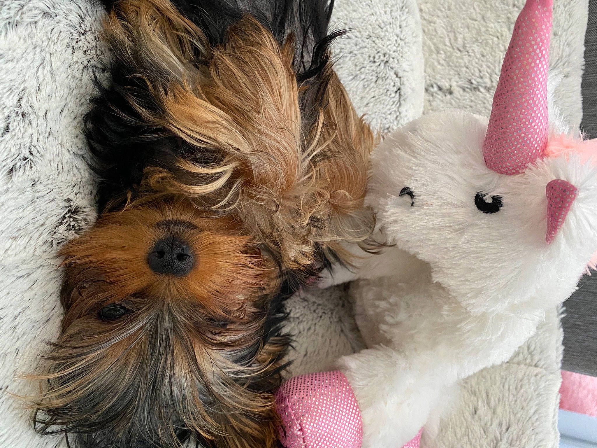 Gigi joined the competition — help win amazing prizes! canidae, carnivore, collar, companion_dog, dog, dog_breed, dog_clothes, dog_collar, dog_supply, fashion_accessory, fawn, fur, liver, small_terrier, snout, sunglasses, terrier, toy, toy_dog, working_animal