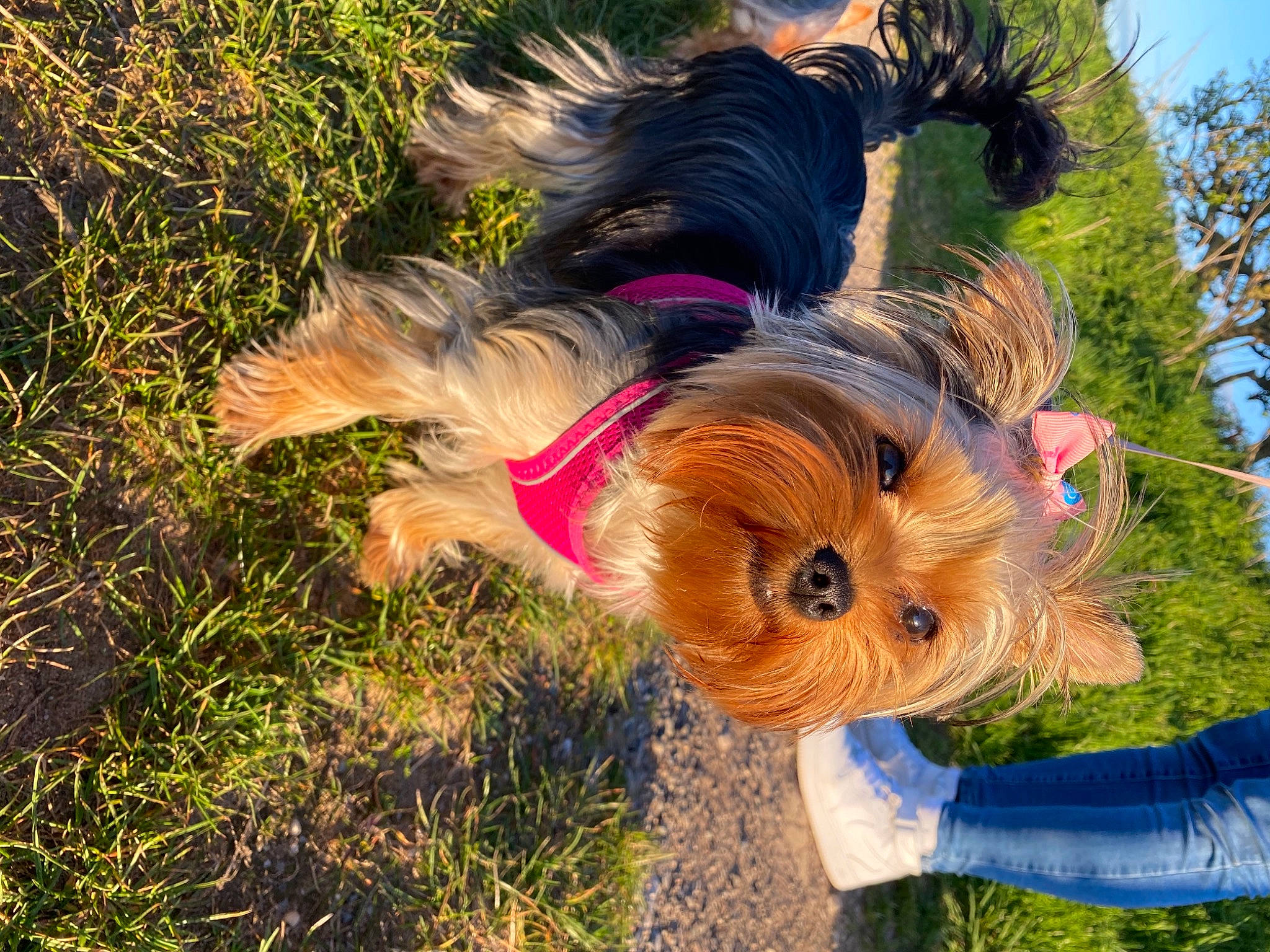 Gigi is registered to the contest to win money with this photo: canidae, carnivore, companion_dog, dog, dog_breed, dog_clothes, dog_supply, fashion_accessory, fawn, fur, grass, happy, leash, snout, sporting_group, tail, toy, toy_dog, working_animal, yorkshire_terrier