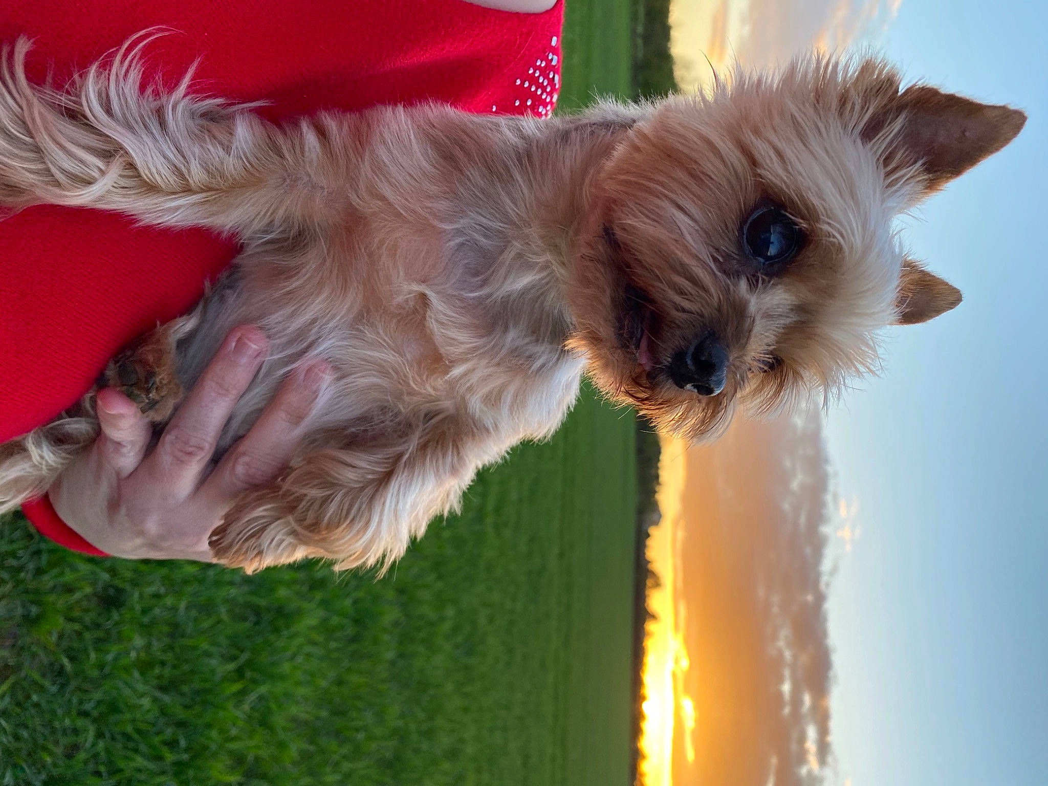 Cindy is registered to the contest to win money with this photo: canidae, carnivore, companion_dog, dog, dog_breed, dog_supply, event, fawn, fur, grass, happy, liver, sky, small_terrier, snout, sporting_group, tail, terrier, toy_dog, water