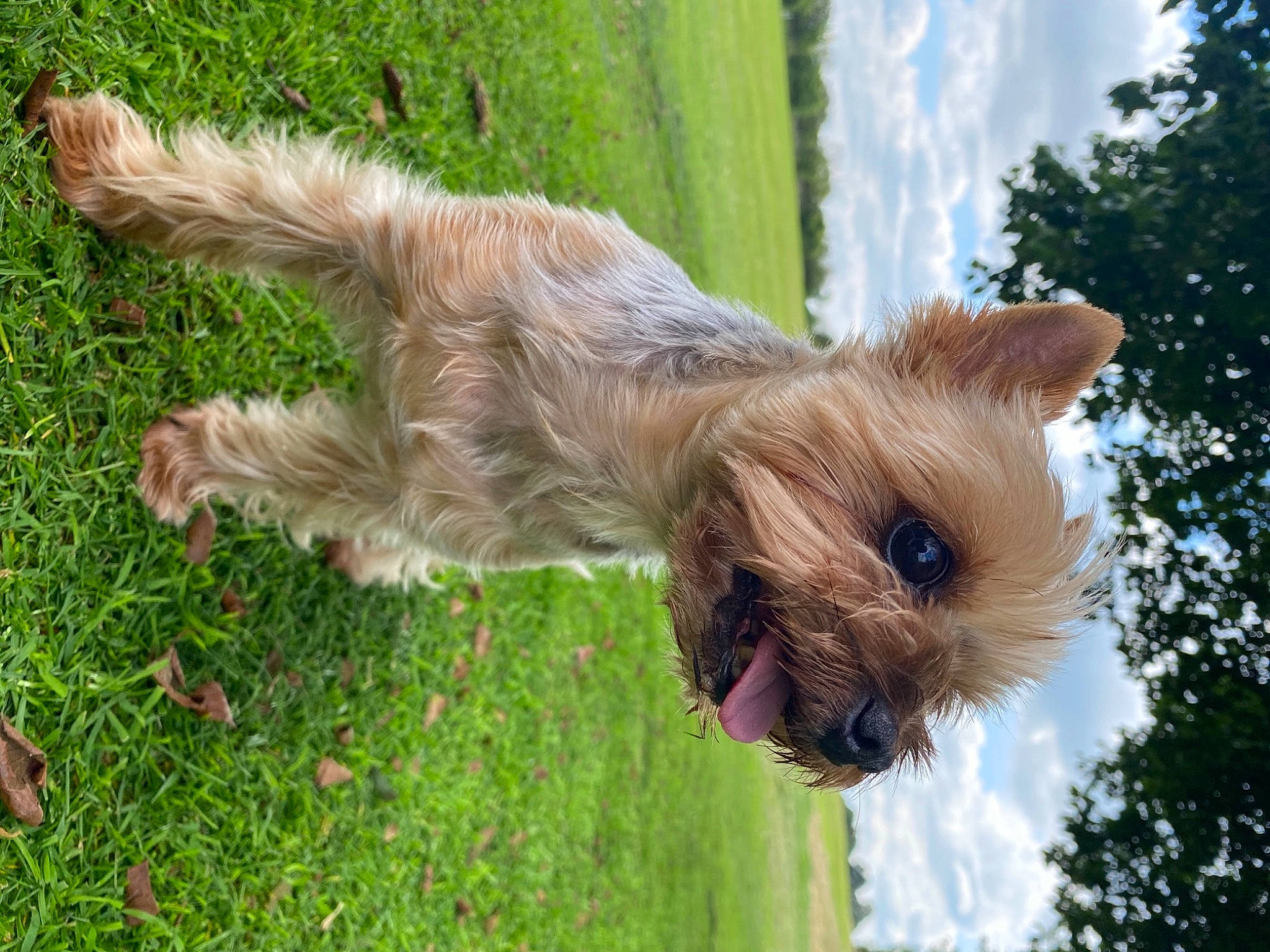 Cindy is registered to the contest to win money with this photo: carnivore, cloud, collar, companion_dog, dog, dog_breed, fawn, grass, liver, plant, sky, small_terrier, sporting_group, tail, terrier, toy_dog, tree, trunk, working_animal, yorkshire_terrier