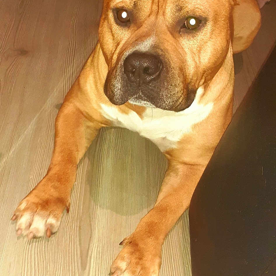 Django