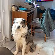 Urgo participe au concours pour gagner de l'argent avec cette photo : chair, clutter, desk, dog, domestic, floor, fur, gray, home, indoor, jacket, light, news, pet, room, sitting, television, tile, white, window
