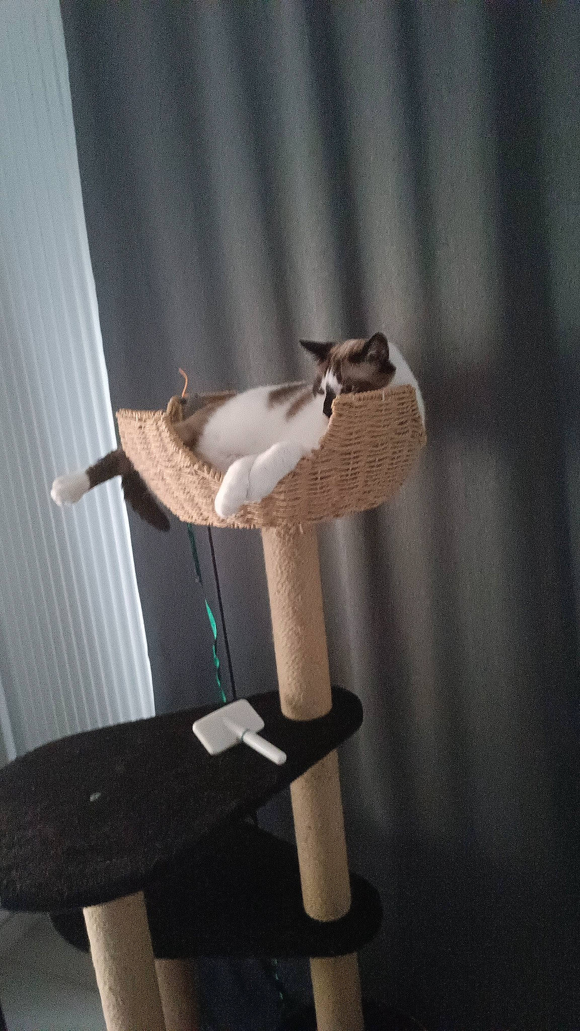 Paris participe au concours pour gagner de l'argent avec cette photo : carnivore, cat, cat_supply, chair, fawn, felidae, fur, furniture, hardwood, metal, natural_material, plant, plywood, shelf, small_to_medium_sized_cats, still_life_photography, tail, toy, twig, wood