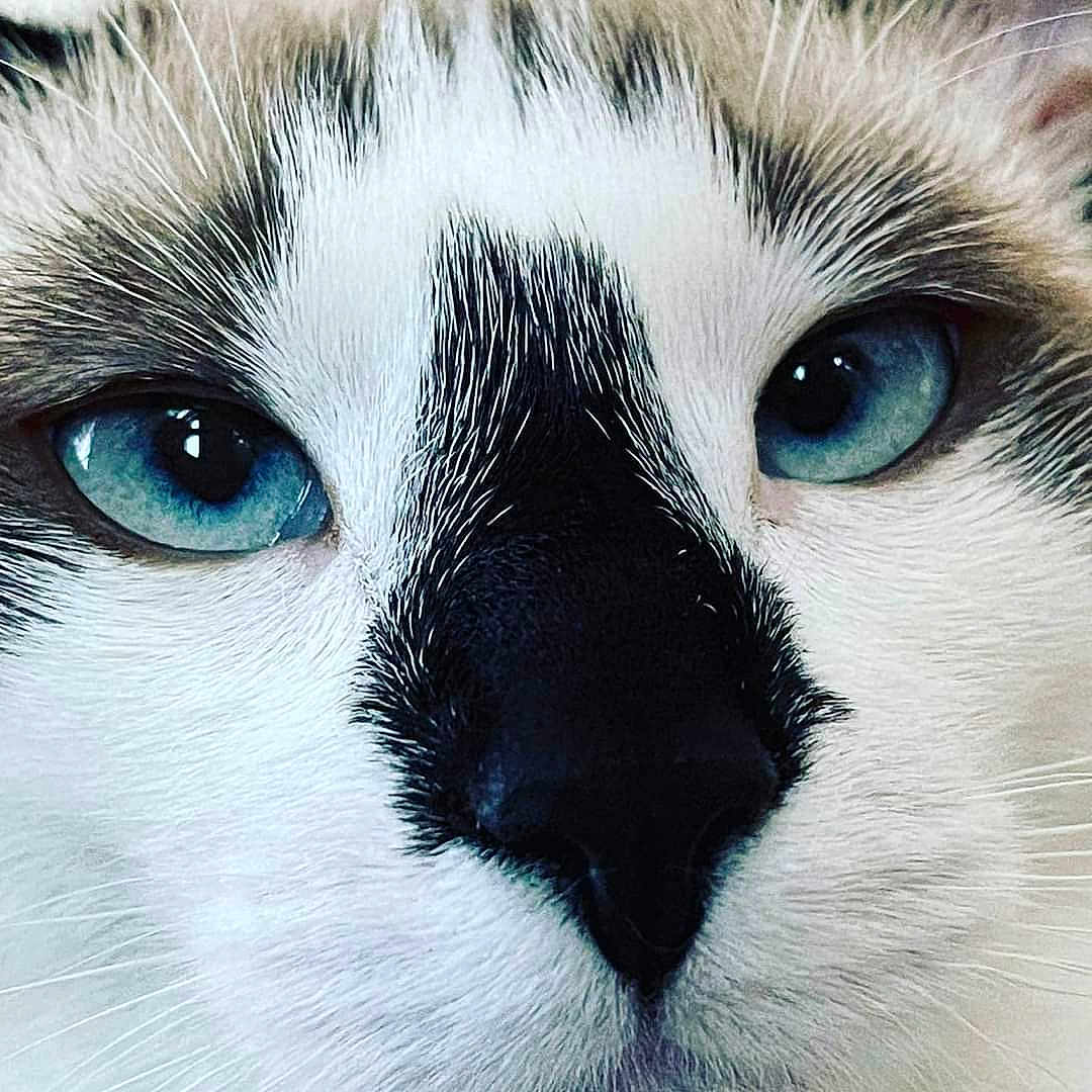 Paris a rejoint le concours — aidez-le/la à gagner de superbes lots ! carnivore, cat, close_up, domestic_short_haired_cat, electric_blue, eye, felidae, fur, head, human_body, iris, mammal, paw, small_to_medium_sized_cats, snout, tail, terrestrial_animal, vertebrate, whiskers, window
