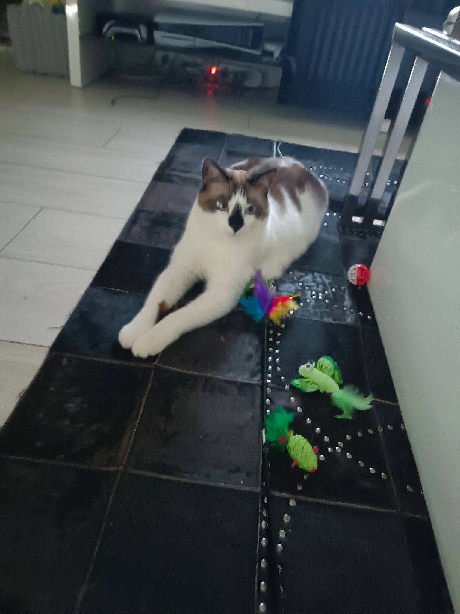 Paris participe au concours pour gagner de l'argent avec cette photo : canidae, carnivore, cat, companion_dog, dog_breed, domestic_short_haired_cat, felidae, floor, flooring, fur, hardwood, paw, room, small_to_medium_sized_cats, sporting_group, tail, tile, whiskers, wood