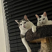 Nemo And Ozzie is registered to the contest to win money with this photo: black_spot, blinds, cat, cat_tree, cats, cozy, ears, feline, fur, home, indoor, lounging, pair, paw, pet, portrait, stare, whiskers, white_cat, window_blinds