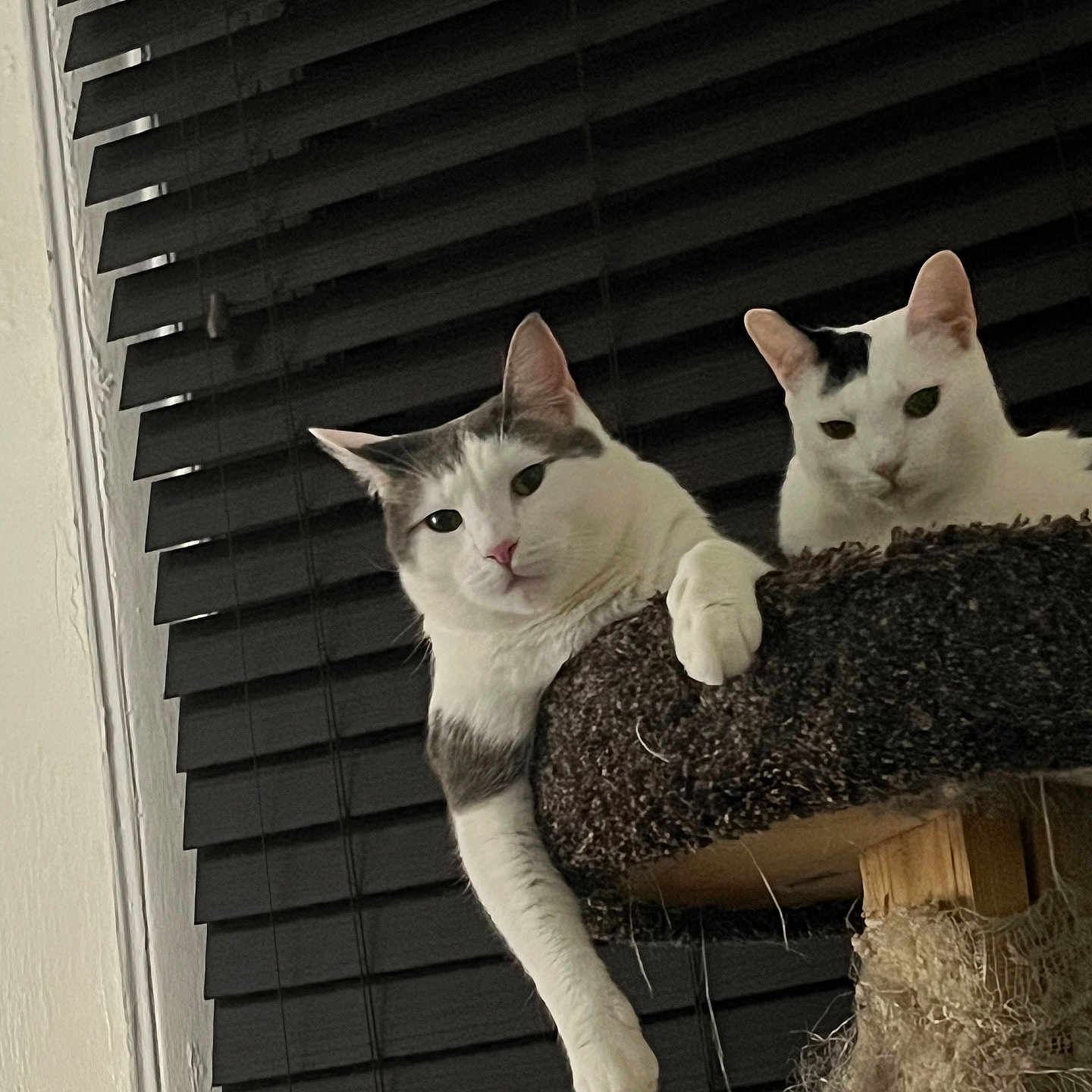 Nemo And Ozzie is registered to the contest to win money with this photo: black_spot, blinds, cat, cat_tree, cats, cozy, ears, feline, fur, home, indoor, lounging, pair, paw, pet, portrait, stare, whiskers, white_cat, window_blinds