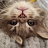 cat, fluffy, upside_down, close_up, portrait, whiskers, eyes, nose, fur, long_hair, pet, indoor, blanket, cozy, toy, relaxed, funny, lying_down, symmetrical, photography