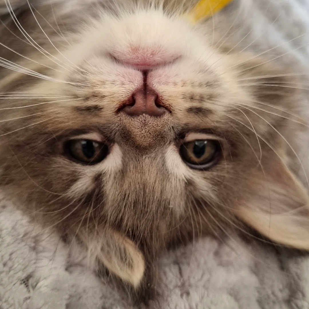 Brume a rejoint le concours — aidez-le/la à gagner de superbes lots ! cat, fluffy, upside_down, close_up, portrait, whiskers, eyes, nose, fur, long_hair, pet, indoor, blanket, cozy, toy, relaxed, funny, lying_down, symmetrical, photography