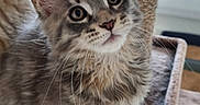 Brume participe au concours pour gagner de l'argent avec cette photo : cat, kitten, gray_fur, fluffy, long_hair, maine_coon, pet, animal, whiskers, ears, eyes, sitting, cat_tree, scratching_post, indoors, home, window, portrait, cute, feline
