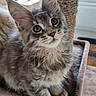cat, kitten, gray_fur, fluffy, long_hair, maine_coon, pet, animal, whiskers, ears, eyes, sitting, cat_tree, scratching_post, indoors, home, window, portrait, cute, feline