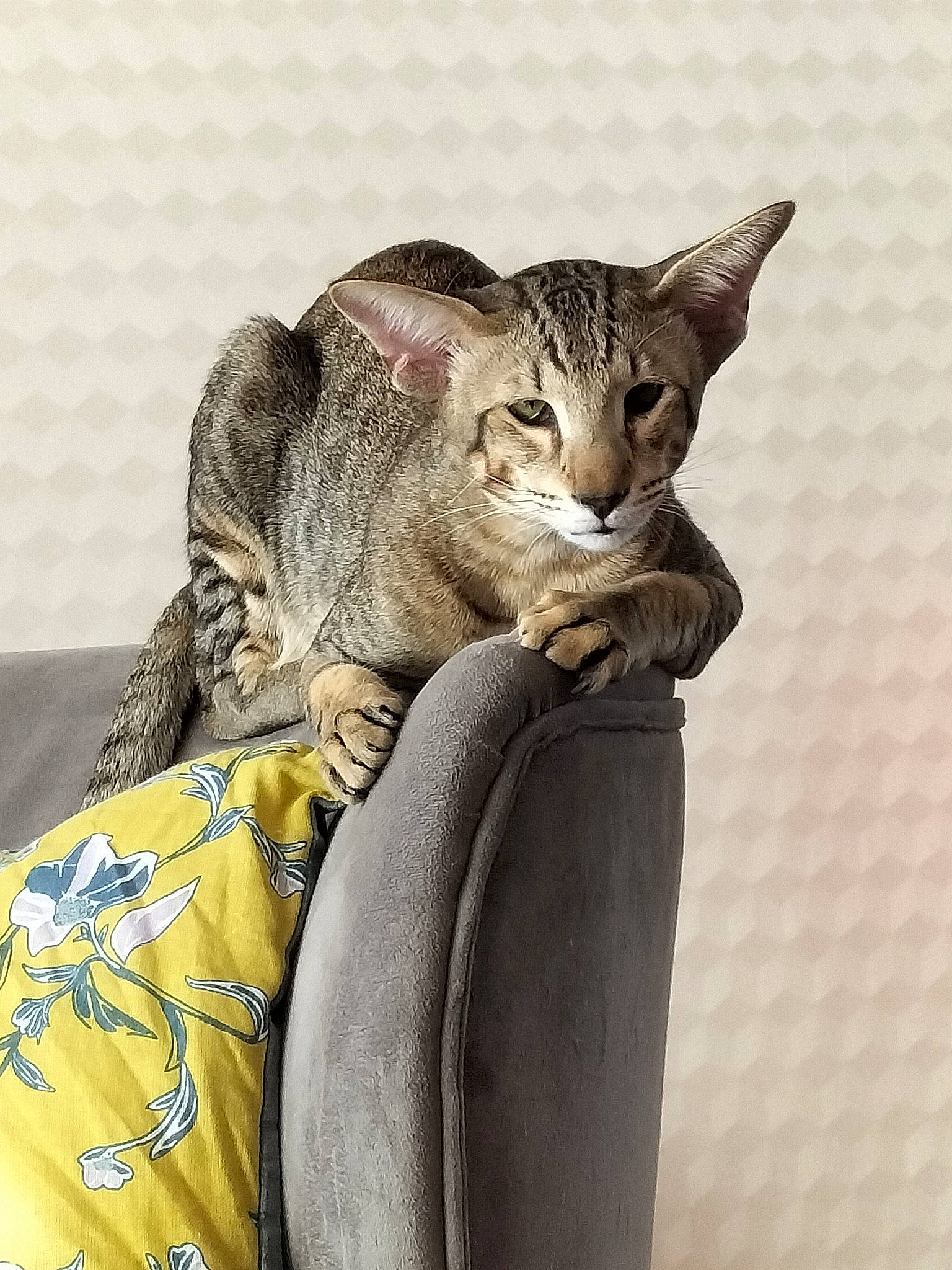 Tiger participe au concours pour gagner de l'argent avec cette photo : bobcat, carnivore, cat, cat_supply, claw, comfort, domestic_short_haired_cat, felidae, fur, linens, paw, sitting, small_to_medium_sized_cats, snout, tail, terrestrial_animal, whiskers, wildlife