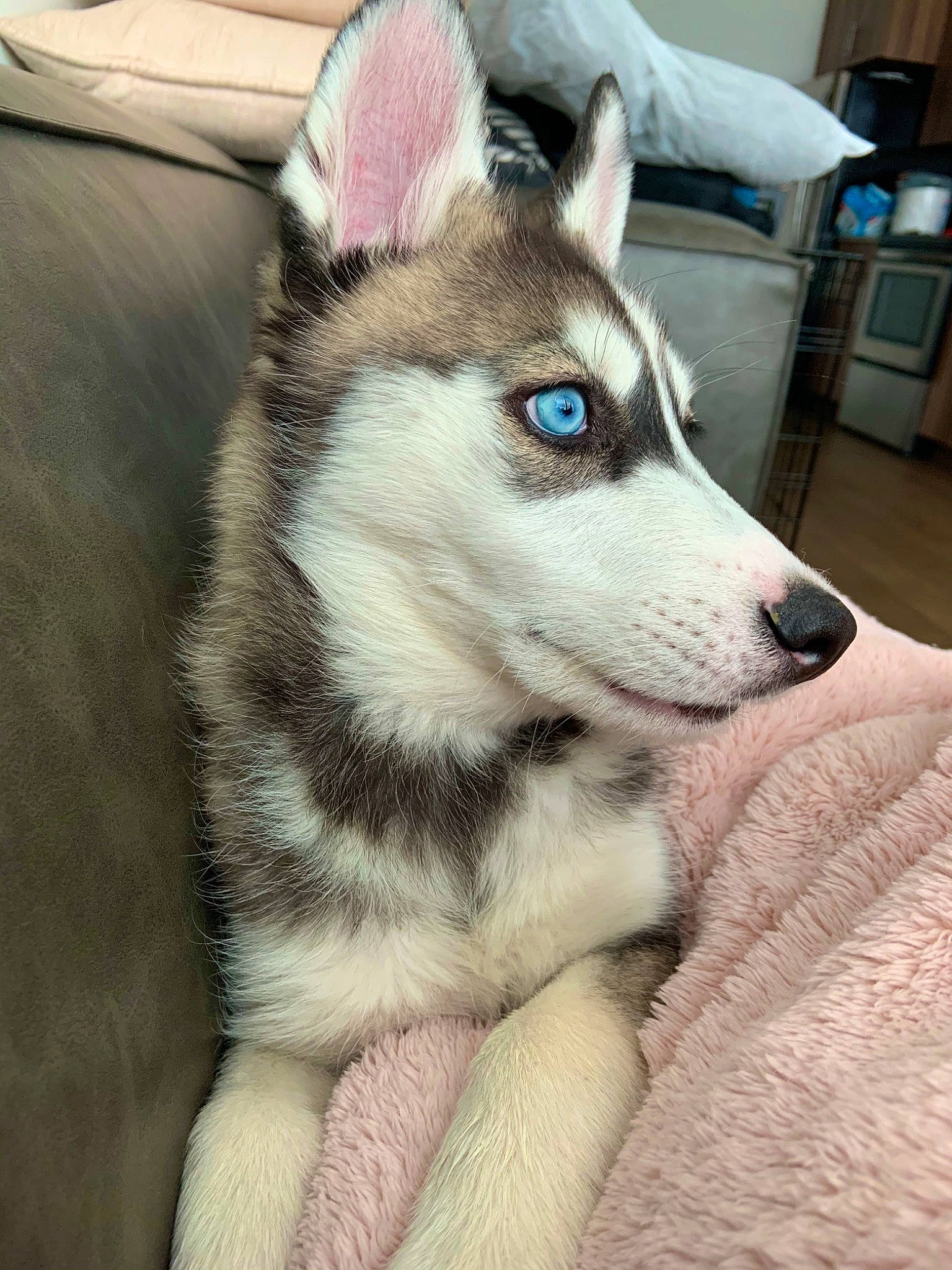 Aurora joined the competition — help win amazing prizes! alaskan_malamute, canadian_eskimo_dog, canidae, carnivore, czechoslovakian_wolfdog, dog, dog_breed, greenland_dog, mammal, miniature_siberian_husky, northern_inuit_dog, nose, saarloos_wolfdog, sakhalin_husky, seppala_siberian_sleddog, siberian_husky, sled_dog, tamaskan_dog, vertebrate, wolfdog