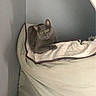 Kenneth Jones is registered to the contest to win money with this photo: cat, gray_cat, pet, indoor, corner, couch, blanket, furniture, cozy, resting, looking, animal, domestic_animal, fur, ears, eyes, home, relaxed, quiet, wall