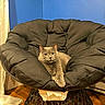 Kenneth Jones joined the competition — help win amazing prizes! cat, gray_cat, chair, cushion, indoor, furniture, pet, animal, relaxed, looking_at_camera, plush, cozy, wooden_floor, blue_wall, domestic_cat, resting, fur, whiskers, mammal, cute