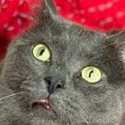 Kenneth Jones is registered to the contest to win money with this photo: cat, gray_cat, close_up, yellow_eyes, pet, animal, feline, face, whiskers, fur, curious, expression, mouth_open, indoor, red_background, domestic_cat, cute, alert, portrait, closeup
