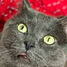 cat, gray_cat, close_up, yellow_eyes, pet, animal, feline, face, whiskers, fur, curious, expression, mouth_open, indoor, red_background, domestic_cat, cute, alert, portrait, closeup