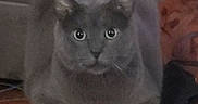 Kenneth Jones is registered to the contest to win money with this photo: cat, gray_cat, pet, indoor, notebook, curious, animal, feline, eyes, ears, whiskers, table, clutter, domestic, closeup, looking, sitting, fur, face, cute