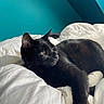 Francis Ultrabald is registered to the contest to win money with this photo: black_cat, cat, pet, indoor, bed, white_bedspread, feline, relaxed, animal, fur, whiskers, ear, eye, resting, teal_wall, decor, sunburst_mirror, cozy, comfortable, domestic_cat