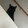Francis Ultrabald joined the competition — help win amazing prizes! black_cat, cat, pet, animal, indoor, staircase, railing, wooden_handrail, curious, peeking, feline, domestic_cat, whiskers, ears, eyes, wall, house, home, quiet, shadow