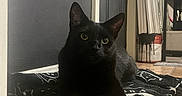 Francis Ultrabald is registered to the contest to win money with this photo: black_cat, cat, indoor, blanket, floor, tile_floor, door, canvas, art_supplies, shelf, furniture, pet, animal, resting, crossed_paws, looking_up, yellow_eyes, black_fur, quiet, home
