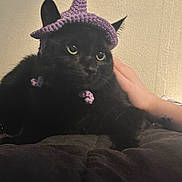 Francis Ultrabald joined the competition — help win amazing prizes! cat, black_cat, knitted_hat, purple_hat, pet, hand, indoor, feline, animal, cute, resting, fur, whiskers, ears, eyes, lying_down, domestic_animal, cozy, portrait, wall