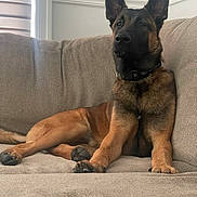 Maximus is registered to the contest to win money with this photo: dog, german_shepherd, canine, pet, indoor, sofa, couch, relaxing, brown, black, fur, ears, collar, paw, animal, domestic, portrait, furniture, window, home