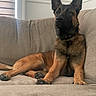 dog, german_shepherd, canine, pet, indoor, sofa, couch, relaxing, brown, black, fur, ears, collar, paw, animal, domestic, portrait, furniture, window, home
