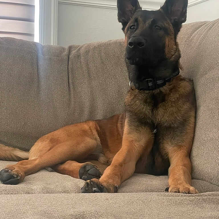 Maximus