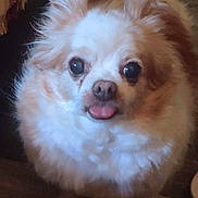 Meshack joined the competition — help win amazing prizes! dog, fluffy, tongue_out, cute, pet, indoor, close_up, brown, white, small_dog, fur, animal, companion, adorable, face, ears, snout, floor, looking, portrait