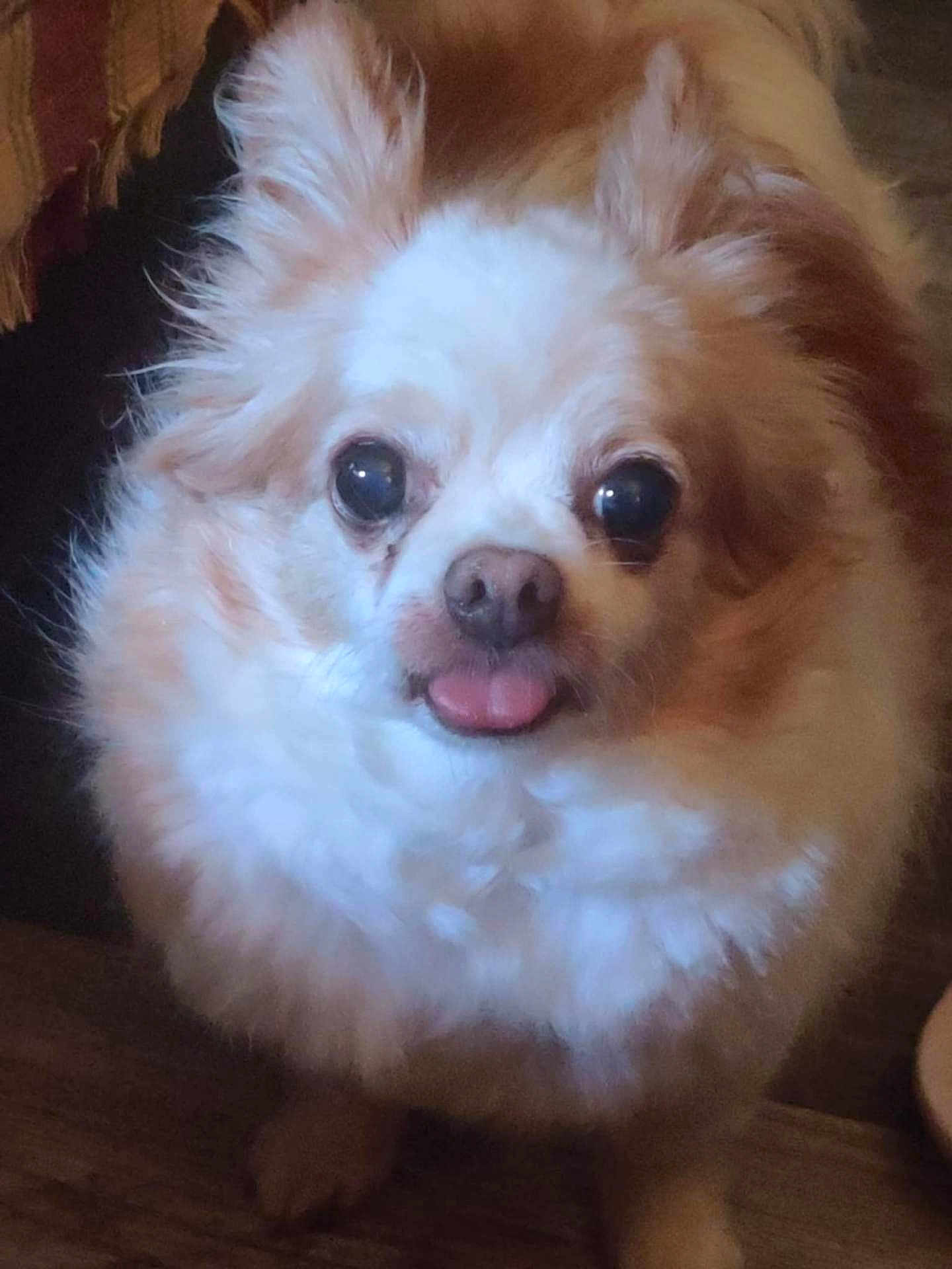 Meshack joined the competition — help win amazing prizes! dog, fluffy, tongue_out, cute, pet, indoor, close_up, brown, white, small_dog, fur, animal, companion, adorable, face, ears, snout, floor, looking, portrait