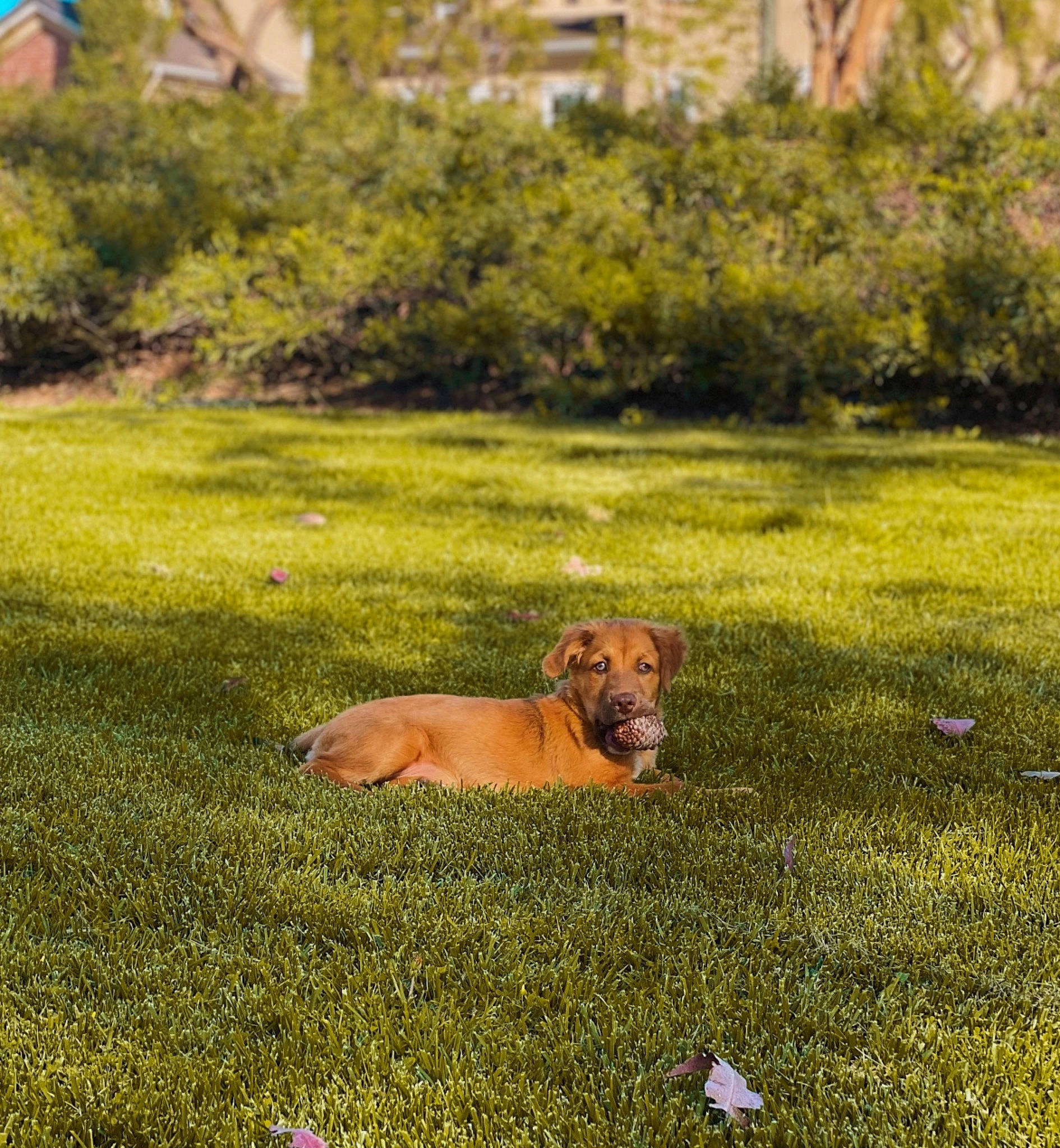 Bieber joined the competition — help win amazing prizes! canidae, carnivore, companion_dog, dog, dog_breed, fawn, field, grass, grass_family, grassland, groundcover, landscape, pasture, plant, prairie, snout, tail, window, wood, working_animal