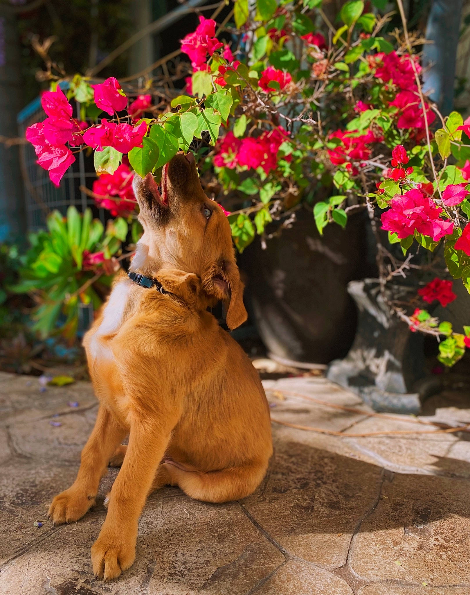 Bieber is registered to the contest to win money with this photo: annual_plant, carnivore, collar, companion_dog, dog, dog_breed, fawn, felidae, flower, flowering_plant, grass, leash, magenta, pet_supply, petal, plant, snout, tail, tree, working_animal