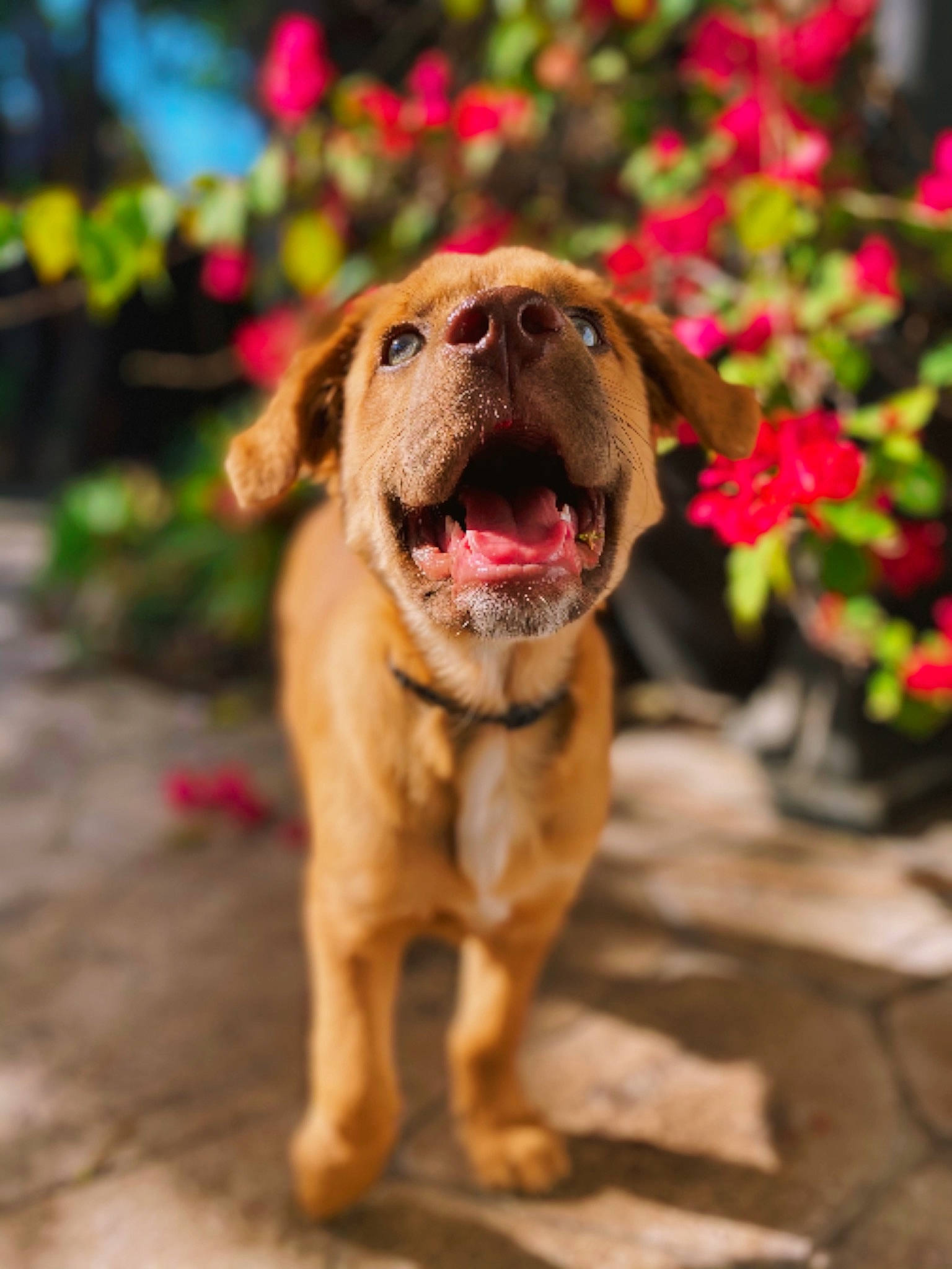 Bieber joined the competition — help win amazing prizes! canidae, carnivore, collar, companion_dog, dog, dog_breed, dog_collar, fawn, flower, flowerpot, grass, houseplant, liver, plant, road_surface, snout, sporting_group, whiskers, working_animal, wrinkle