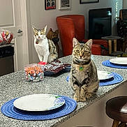 Jena Gryder is registered to the contest to win money with this photo: cat, indoor, kitchen, granite_counter, placemat, plate, snacks, furniture, living_room, artwork, orange_chair, window, light, pet, domestic_animal, curious, sitting, standing, collar, table