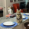 cat, indoor, kitchen, granite_counter, placemat, plate, snacks, furniture, living_room, artwork, orange_chair, window, light, pet, domestic_animal, curious, sitting, standing, collar, table
