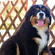 Ulhan participe au concours pour gagner de l'argent avec cette photo : animal, bernese_mountain_dog, black_fur, brown_fur, canine, cute, dog, fence, fluffy, grass, happy, nature, outdoor, pet, portrait, puppy, sitting, sunlight, tongue_out, white_fur