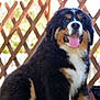 animal, bernese_mountain_dog, black_fur, brown_fur, canine, cute, dog, fence, fluffy, grass, happy, nature, outdoor, pet, portrait, puppy, sitting, sunlight, tongue_out, white_fur