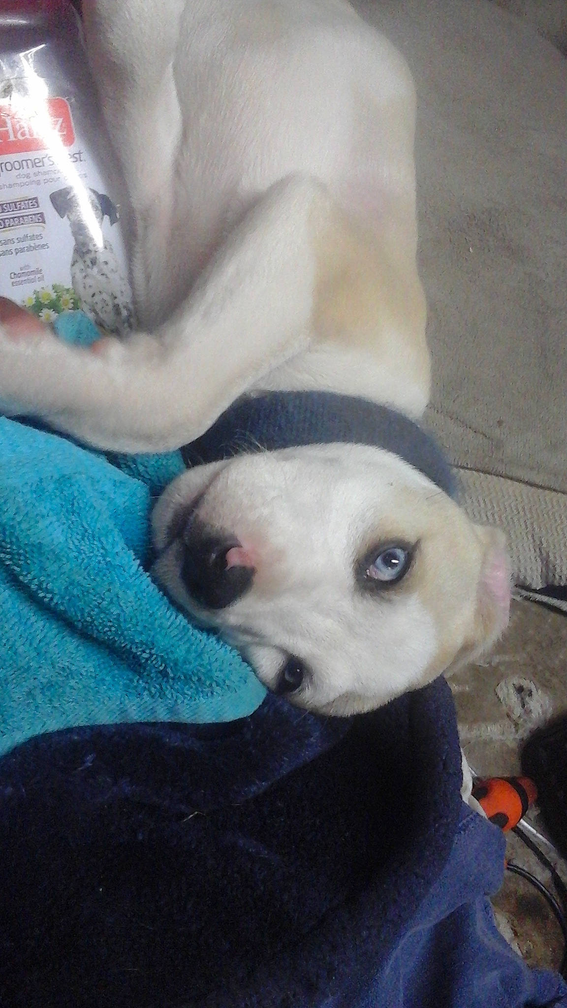 Doobie is registered to the contest to win money with this photo: canidae, carnivore, collar, comfort, companion_dog, dog, dog_breed, fawn, fur, non_sporting_group, pet_supply, snout, sporting_group, terrestrial_animal, toy_dog, whiskers, working_animal