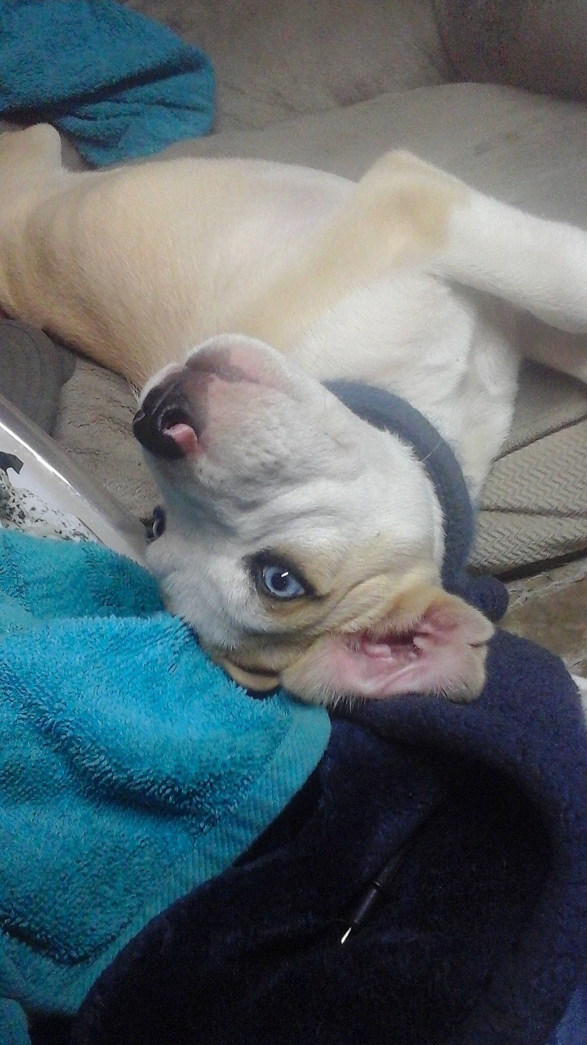 Doobie is registered to the contest to win money with this photo: bulldog, canidae, carnivore, collar, comfort, companion_dog, dog, dog_breed, ear, fawn, grey, mammal, snout, sporting_group, terrestrial_animal, toy_dog, vertebrate, whiskers, working_animal, wrinkle