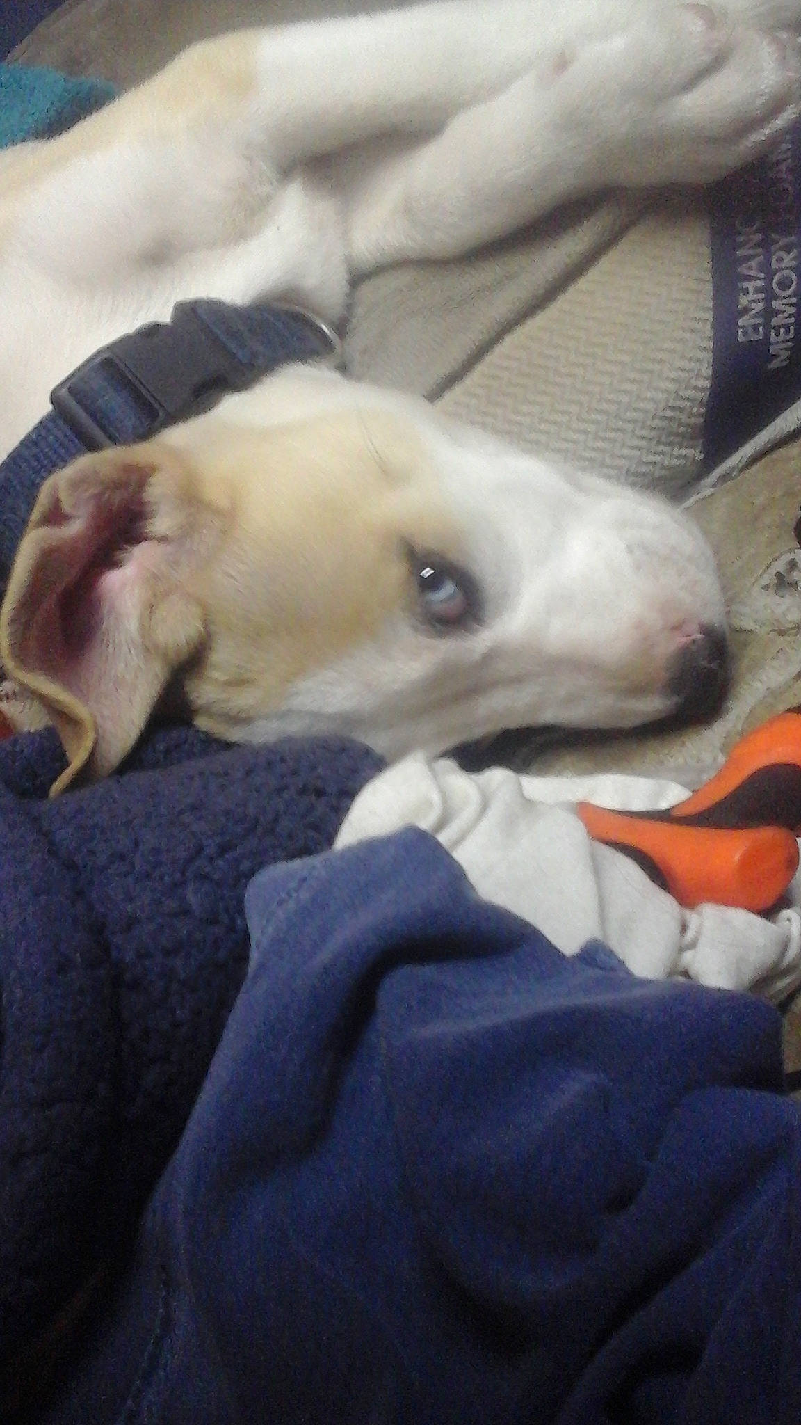 Doobie is registered to the contest to win money with this photo: canidae, carnivore, comfort, companion_dog, dog, dog_breed, ear, fawn, fur, guard_dog, linens, nap, non_sporting_group, paw, puppy_love, snout, sporting_group, toy_dog, whiskers, working_animal