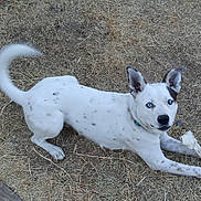 Tyson is registered to the contest to win money with this photo: alert, animal, blue_eyes, bone, chewing, collar, daylight, dog, dry_grass, ears_flopped, ears_up, lying_down, medium_size, nature, outdoor, pet, playful, spotted_fur, tail_wagging, white_dog