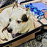 animal, black_patch, carpet, clothing, companion, cozy, curious, cute, dog, domestic, folded_clothes, indoor, luggage, open_suitcase, pet, resting, shoes, suitcase, travel, white_dog
