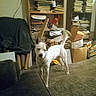 Tyson is registered to the contest to win money with this photo: black_spots, bookshelf, boxes, canine, carpet, clutter, dog, furniture, household, indoor, messy, papers, pet, room, shelf, sitting_area, stacked_items, standing, tail, white_dog