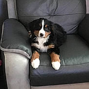 Ouna a rejoint le concours — aidez-le/la à gagner de superbes lots ! australian_shepherd, bernese_mountain_dog, canidae, carnivore, companion_dog, dog, dog_breed, mammal, puppy, sporting_group, vertebrate, working_dog