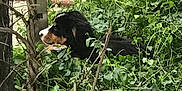 Ouna a rejoint le concours — aidez-le/la à gagner de superbes lots ! canidae, carnivore, plant, zoo