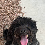Bruno is registered to the contest to win money with this photo: dog, black_dog, fluffy, tongue_out, happy, pet, animal, outdoor, concrete, pebbles, cute, small_dog, fur, canine, smiling, looking_up, tongue, friendly, playful, companion