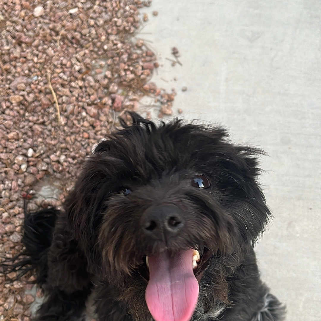 Bruno is registered to the contest to win money with this photo: animal, black_dog, canine, companion, concrete, cute, dog, fluffy, friendly, fur, happy, looking_up, outdoor, pebbles, pet, playful, small_dog, smiling, tongue, tongue_out