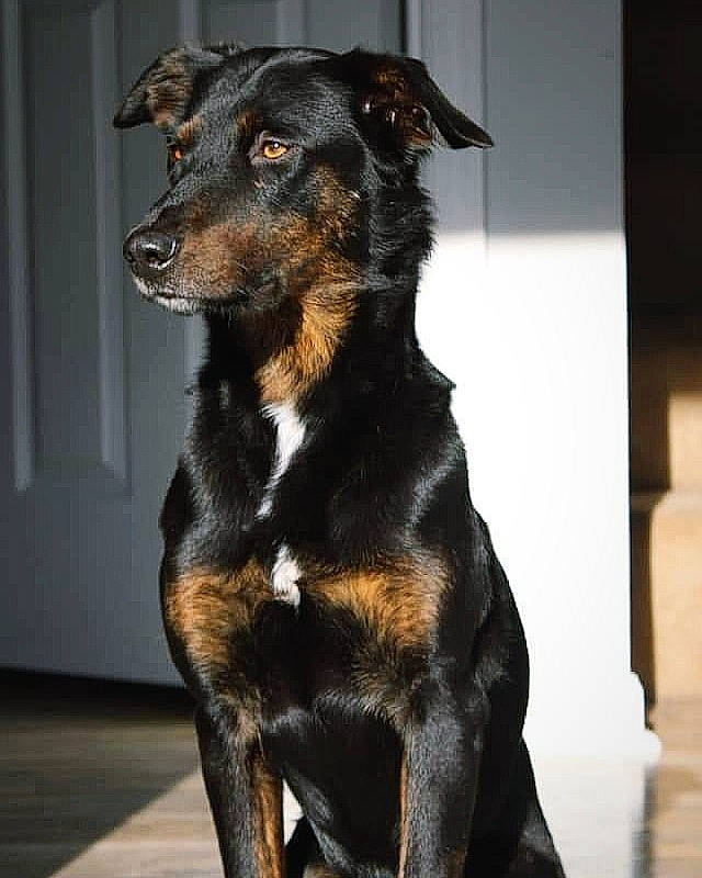 Lenna is registered to the contest to win money with this photo: canidae, carnivore, companion_dog, dog, dog_breed, fawn, fur, guard_dog, snout, sporting_group, terrestrial_animal, toy_dog, whiskers, working_animal, working_dog