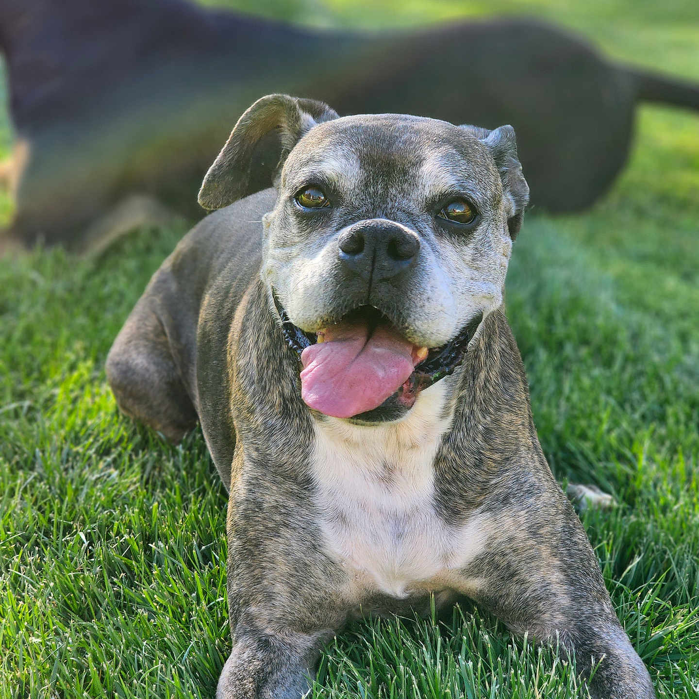 Pepper Pots is registered to the contest to win money with this photo: animal, bodypart, boxer, bulldog, canine, dog, field, frenchbulldog, grass, grassland, hound, lawn, mouth, person, pet, pitbull, plant, puppy, snout, tongue